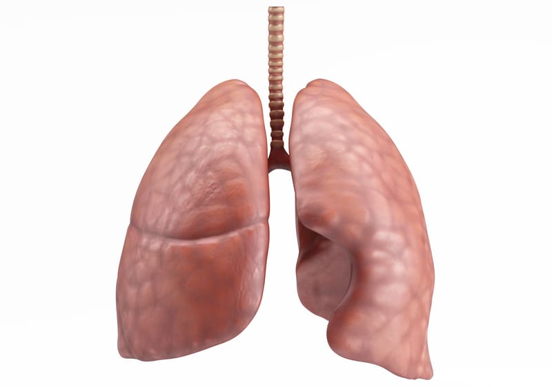 Lungenflügel und Luftröhre in 3D