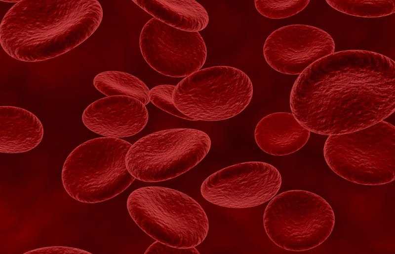 Rote Blutkörperchen transportieren den Sauerstoff